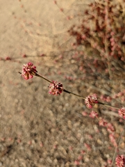 Eriogonum elongatum