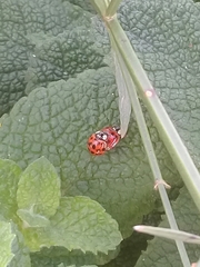 Harmonia axyridis