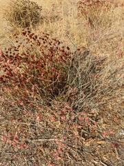 Eriogonum elongatum