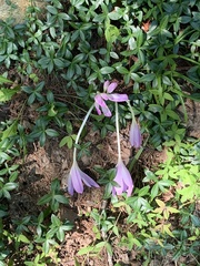 Colchicum autumnale