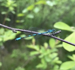 Coenagrion johanssoni