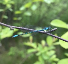 Coenagrion johanssoni