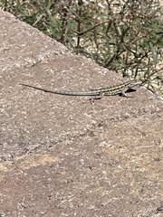 Uta stansburiana elegans