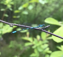 Coenagrion johanssoni