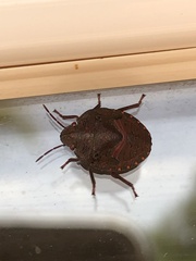 Solenosthedium bilunatum