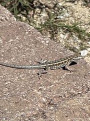 Uta stansburiana elegans