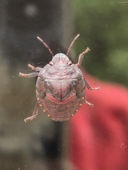 Solenosthedium bilunatum