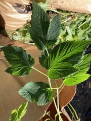 Aegopodium podagraria