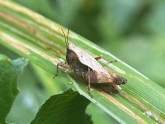 Tettigidea lateralis