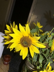 Helianthus californicus