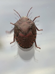Solenosthedium bilunatum