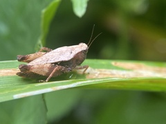 Tettigidea lateralis