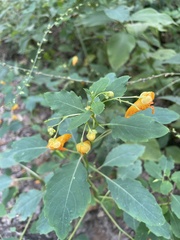 Impatiens capensis