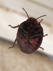 Solenosthedium bilunatum