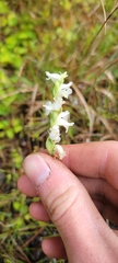 Spiranthes cernua