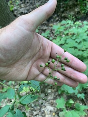 Scrophularia marilandica