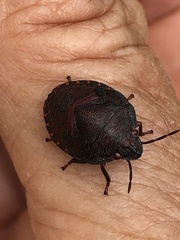Solenosthedium bilunatum