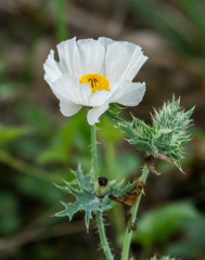 Argemone albiflora