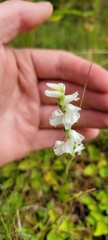 Spiranthes cernua