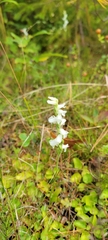 Spiranthes cernua