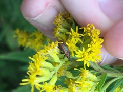 Microrhopala vittata