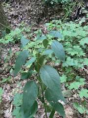 Scrophularia marilandica