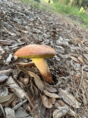 Aureoboletus auriporus
