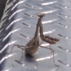 Stagmomantis