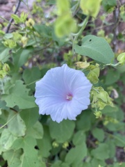 Jacquemontia pringlei