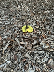 Aureoboletus auriporus