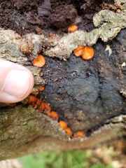Scutellinia