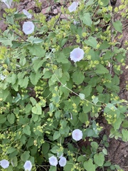 Jacquemontia pringlei