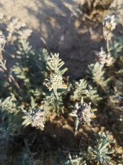 Teucrium