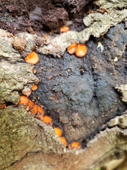 Scutellinia