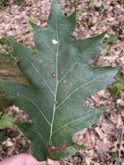 Quercus rubra