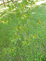 Ulmus crassifolia
