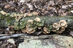 Trametes versicolor