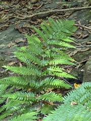 Dryopteris erythrosora