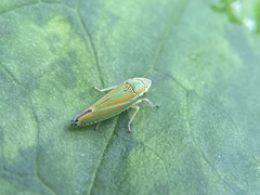 Graphocephala