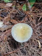Amanita