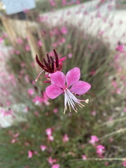 Oenothera lindheimeri