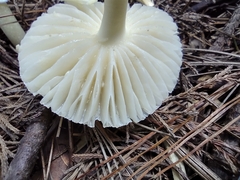 Amanita