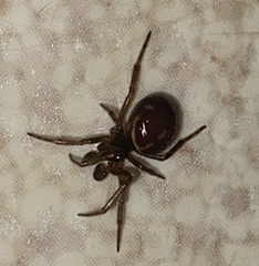 Steatoda borealis