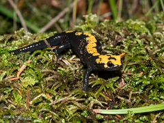 Salamandra atra aurorae