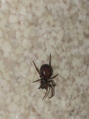 Steatoda borealis