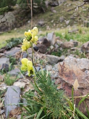 Aconitum anthora