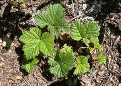 Rubus lasiococcus
