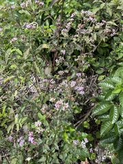 Chromolaena odorata