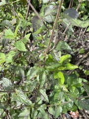 Chromolaena odorata