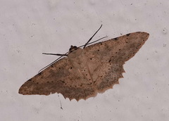 Luxiaria emphatica
